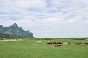 Cow frame in front of beautiful Mountain View.