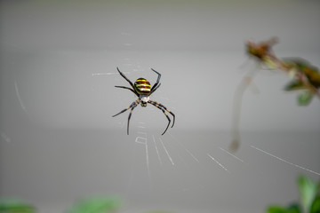 コガネグモ　蜘蛛の巣