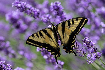 butterfly on lavender