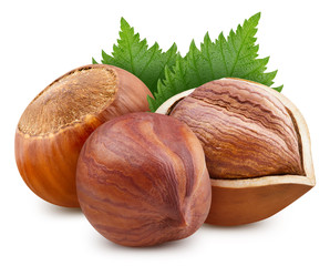 Hazelnuts with green leaf
