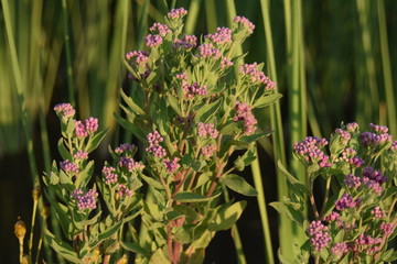 Pink Flowers In The Swamp