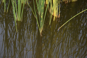Reeds In the Oasis