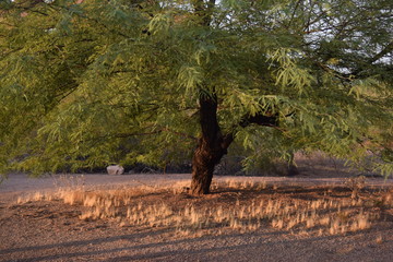 Tree in the Woods