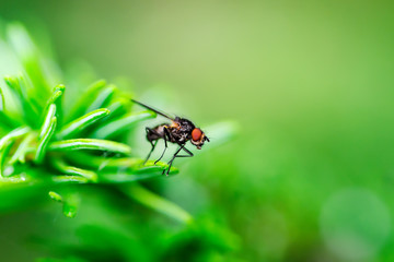 Naklejka na ściany i meble Exotic Drosophila Fly Diptera Parasite Insect on Green Twig Macro
