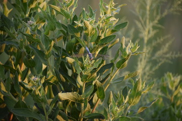 Small Dragonfly Big World
