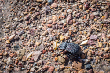 A small black beetle in Petrified Forest National Park, Arizona