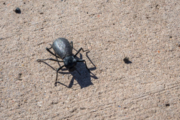 A small black beetle in Petrified Forest National Park, Arizona