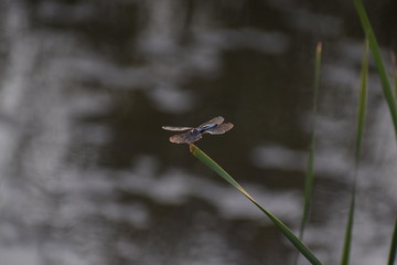 Perched Dragonfly