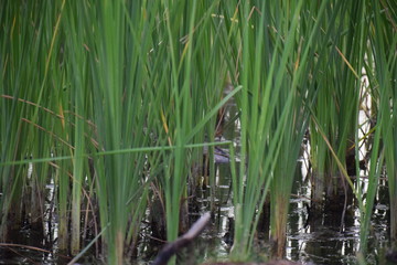 Reeds Close Up