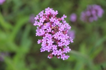 Obraz premium close up of a purple flower