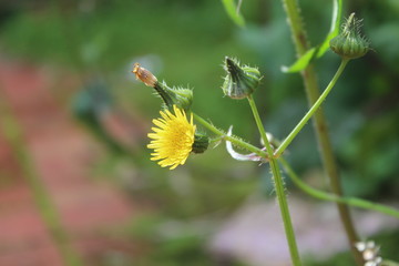 yellow flower bud