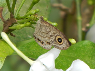 butterfly on a green leaf
