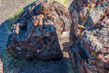 Petrified log in Petrified Forest National Park, Arizona