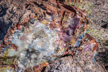 Petrified log in Petrified Forest National Park, Arizona