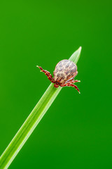 Encephalitis Tick Insect Crawling on Green Grass. Encephalitis Virus or Lyme Borreliosis Disease Infectious Dermacentor Tick Arachnid Parasite Macro.