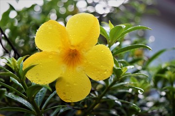 Allamanda cathartica flowers bloom beautiful yellowish wet with morning dew