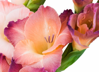 Close-up of a flower on a stem of beautiful gladioli on a white background