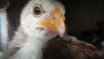 portrait of a vulture