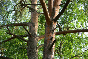 Large trunks with bark of old pine trees in the forest against a background of green foliage and the sky close-up.