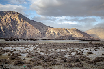 Scene of Hunder Sand Dunes in Nubra Valley in Leh Ladakh, Jammu and Kashmir, India