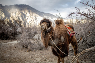 Herd of Bactrian camels with landscape of sand dune at Nubra Valley in Jammu and Kashmir, Ladakh...
