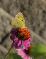 butterfly on flower