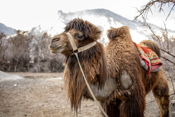 Herd of Bactrian camels with landscape of sand dune at Nubra Valley in Jammu and Kashmir, Ladakh Region, Tibet, India