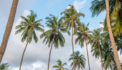 Fototapeta premium Forest of coconut palm trees at Kalutara in western Sri Lanka