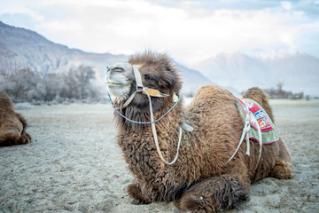 Herd of Bactrian camels with landscape of sand dune at Nubra Valley in Jammu and Kashmir, Ladakh...