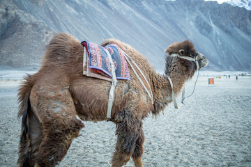Herd of Bactrian camels with landscape of sand dune at Nubra Valley in Jammu and Kashmir, Ladakh...