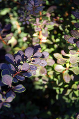 Beautiful leaves in the rays of the rising sun.