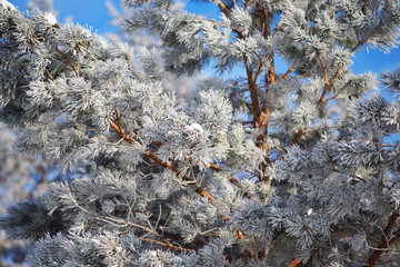 Abstract winter background. A pine branch covered with frost. December.