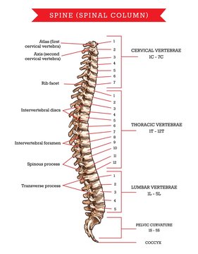 Human spine bones anatomy, vector sketch of skeleton backbone or vertebral column. Cervical, thoracic and lumbar vertebrae, pelvic curvature and coccyx, rib facet, intervertebral discs and foramen