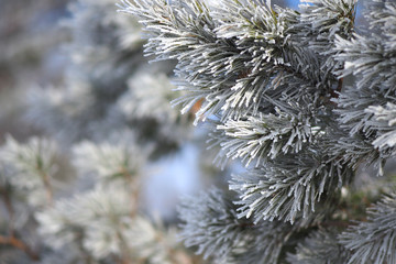 Abstract winter background. A pine branch covered with frost. Close-up.