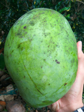 fresh large tropical mango on the hand free royalty stock photo