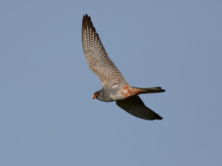 Red-footed falcon (Falco vespertinus)