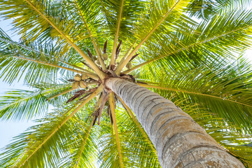 Looking up at coconuts in a palm tree at Kalutara in western Sri Lanka