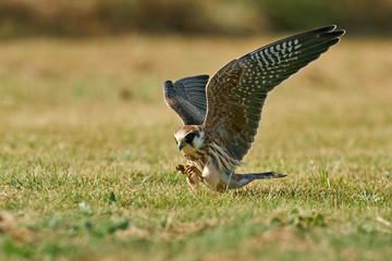 Red-footed falcon (Falco vespertinus)