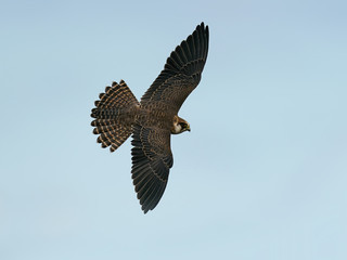 Red-footed falcon (Falco vespertinus)