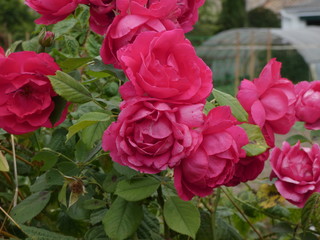 pink roses in garden