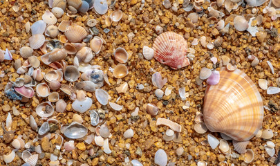 Sea shells on the golden sandy beach at Kalutara in western Sri Lanka
