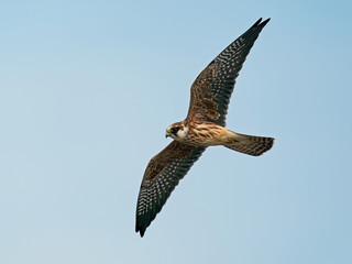 Red-footed falcon (Falco vespertinus)