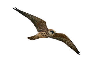 Red-footed falcon (Falco vespertinus)