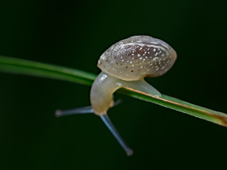 Shell snail on plant leaf, Gehäuseschneckeauf Pflanzenblatt 