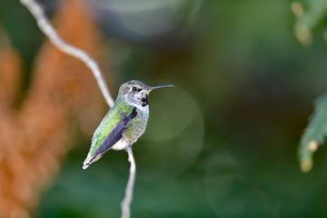 Anna's Hummingbird aka  Calypte anna