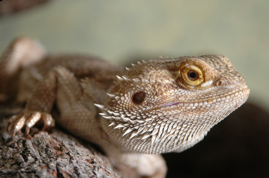 Expressive Bearded Dragon, This Is The Real Deal, Latin Species Name Is Pogona Barbata),  Ery Interesting Features To His Scaling Skin, Such As Spikes Running Throught Out His Body. Charming Looks.