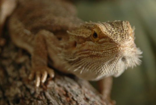 Expressive Bearded Dragon, This Is The Real Deal, Latin Species Name Is Pogona Barbata),  Ery Interesting Features To His Scaling Skin, Such As Spikes Running Throught Out His Body. Charming Looks.