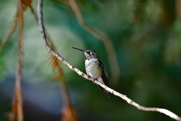 Anna's Hummingbird aka  Calypte anna