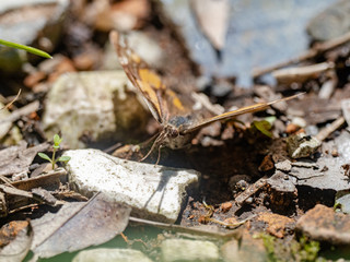 common beak butterfly on forest floor 2