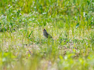 Japanese skylark in a farm field 1